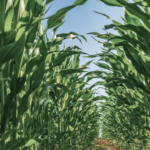 Row of corn fields